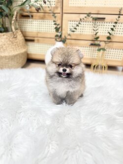 ปอม ขนเเน่นหน้าหมี ญ สีส้ม