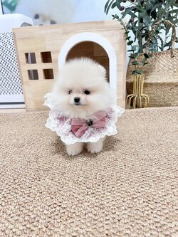 ปอมแท้ตัวผู้สีขาวครีม ขายหมาปอมหน้าหมี