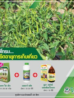 ชุดบำรุงพริก นูแทค ไฮ-เอ็น + เกอมาร์ พลัส + นูบา สเปรย์แคลเซียมโบรอน ช่วยให้ต้นพริกไม่โทรมยืดอายุการเก็บเกี่ยว