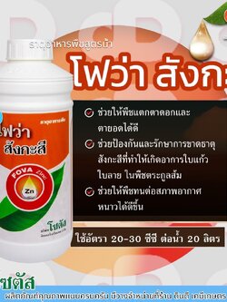 โฟว่า สังกะสี (Fova Zinc) โซตัส 1 ลิตร ให้พืชแตกตาดอกและตายอดได้ดี รักษาการขาดธาตุสังกะสีที่ อาการใบแก้ว ใบลาย