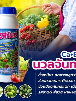นวลจันทร์ - แคลเซียม แมกนีเซียม โบรอน เพิ่มการผสมเกสร ลดการหลุดร่วง ดอก ผล เพิ่มขนาดผล ลดผลแตก น้ำหนักดี