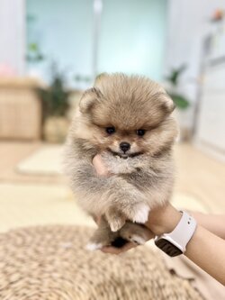 น้องปอมสีส้ม