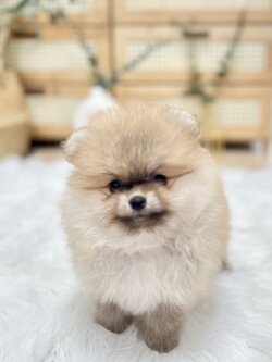 น้องปอมหน้าหมี สีส้ม เพศหญิง