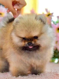 ปอมหน้าหมี สีส้ม เพศเมีย