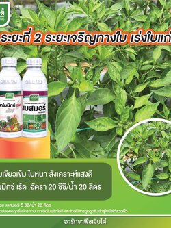 มาโมมิกซ์เร้ด 1 L + เบสท์มอร์ 1 L ระยะที่ 2 ระยะเจิรญทางใบเร่งใบแก่ ใบเขียวเข้ม ใบหนา สังเคราะห์แสงดี