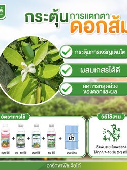 ชุดกระตุ้นการ แตกตาดอก - ฟอลครอปเซต 1L. + อโทนิค 500cc. + มาโมมิกซ์บลู 1L. + เบสมอร์ 1L.