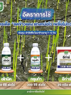 ลดข้าวแดง แทงหน่อไว เพลี้ยไม่กวน อโทนิค 100 ซีซี+ กรุมก้า 1ลิตร + อีการ์ 100g. คุม+ฆ่า ในนาข้าว 7-12 วัน