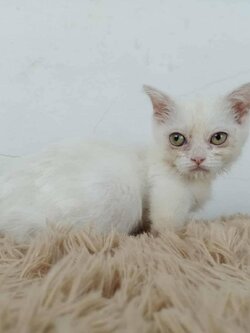 5.แมวมันช์กิ้น/เพศเมีย หาบ้าน Munchkin Cat/Female looking for a new home