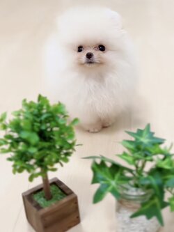 มาแอบเอาไอวี่ไปเลี้ยงมั้ย