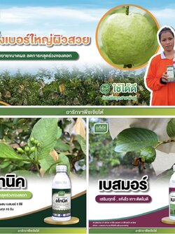อโทนิค 1 L + เบสมอร์ 1L ฝรั่งเบอร์ใหญ่ผิวสวย ขยายผล ลดการหลุดร่วงของดอก
