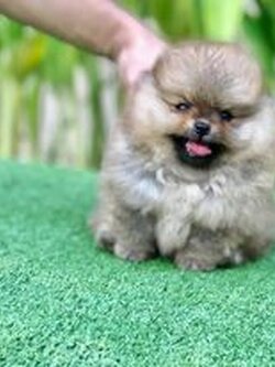 ขายหมาปอมเมอเรเนียน หน้าหมี สีส้ม