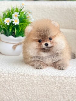 ปอมตัวผู้สี ส้ม