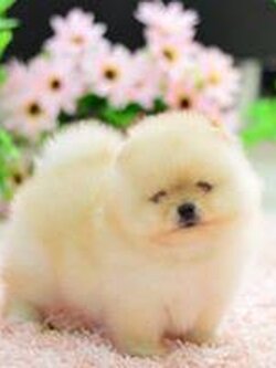 ขายปอมเมอเรเนียนหน้าหมี สีครีม พ่อแม่สวย มีรับประกันตอนโต