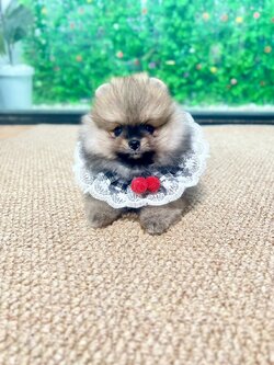 ปอมสีส้มเพศเมีย