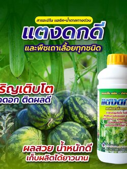 แตงดกดี -สารอะมิโนแอซิค+น้ำตาลทางด่วน ขนาด1 ลิตร พืชเถาเลื้อยทุกชนิด ช่วยเจริญเติบโต ใบเขียว ออกผล ผลสวย มันวาว