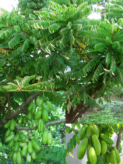 BILIMBI FRUIT (Averrhoa bilimbi)