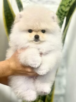 ขายปอมเมอเรเนียนแท้ หน้าหมี รับประกันสุขภาพปอมเมอเรเนียนแท้