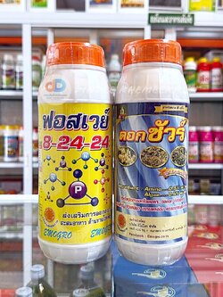 (ชุด 2 ขวด ) ปุ๋ยน้ำ 8-24-24 ขนาด 1 ลิตร ส่งเสริมการออกดอก+ดอกชัวร์ เบสฟอร์+ดอกชัวร์ ขนาด 1 ลิตร
