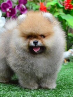 ปอมเมอเรเนียน หมาปอมหน้าหมี เกรดประกวด