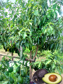 AVOCADO (Persea americana Mill)
