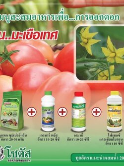 ชุดสะสมอาหารเพื่อการออกดอกในมะเขือเทศ นูแทค ซุปเปอร์-เอ็น+เกอมาร์พลัส+อามานี่ +โฟแมกซ์ แคลเซียมโบรอน 400