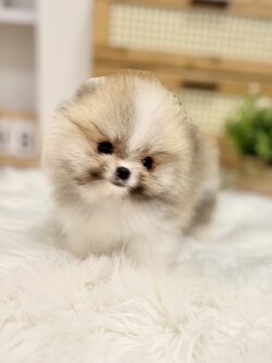 หมาปอมสีแฟนซีสีปาร์ตี้สีไตรคัลเลอร์