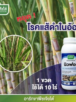 นิวฟอส ทดแทน ฟอสครอปเค กรดฟอสโฟนิก 40% W/V SL ขนาด 1 ลิตร ใช้รักษา ยับยั้ง และป้องกัน ได้ โรคไฟทอปธอราในทุเรียน