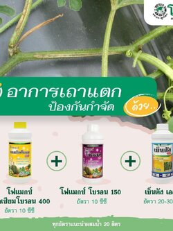 ชุดป้องกันอาการเถาแตก โฟแมกซ์ แคลเซียมโบรอน 400+โฟแมกซ์ โบรอน 150+เบ็นตัส เอสซี