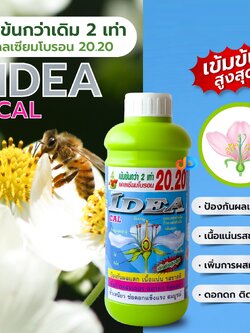 ไอเดียแคลเซียม-โบรอน 20.20 ป้องกันผลแตก เนื้อแน่น รสชาดดี เพิ่มการผสมเกสร ดอกดก ติดผลดี ขั่วเหนียว ช่อดอกแข็งแรง สมบูรณ์