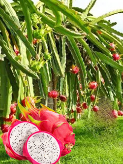 DRAGON FRUIT -Pitaya (Selenicereus undatus)