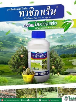 ทาชิกาเร็น (Tachigaren):ไฮเมกซาโซล (hymexazol)36% W/V SL: 500 ซีซีกำจัดโรคโคนเน่าได้เด็ดขาด ช่วยส่งเสริมการเจริญเติบโต
