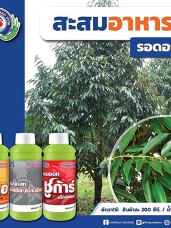 ชุดสะสมอาหาร รอดอก แมมมอท โฟลิไซม์ จีเอ+แมมมอท แคลเซียม แม็กนีเซียม+แมมมอท ชูก้าร์