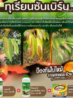 (ชุดป้องกันใบไหม้) โฟแมกซ์ แมกนีเซียม 300+อามานี่+เอสโตเคด 100 กรัม