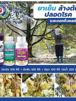 ชุดยาเย็น ล้างต้น ปลอดโรค ระยะดอกถึงผลอ่อน ไฮบริด เอสบี+อัมพัน+ มิอุระ