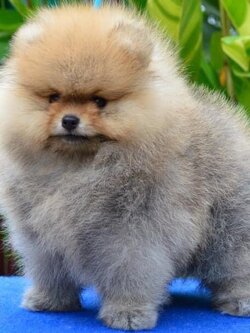 ปอมหน้าหมี สีส้ม เพศเมีย