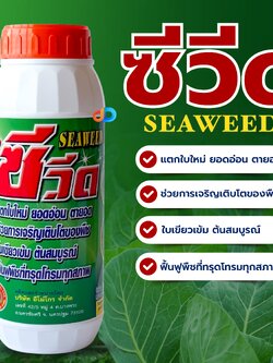 ซีวีด (SEAWEED) #สาหร่ายสกัดชนิดเข้มข้น ใบเขียว แตกใบใหม่ ขนาด 1 ลิตร