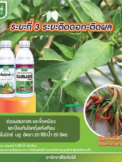 มาโมมิกซ์ บลู 1 L + เบสมอร์ 1 L ระยะที่ 3 ระยะติดดอก-ติดผล ช่วยผสมเกสร ขั้วเหนียว ป้องกันโรคกุ้งแห้งเทียม