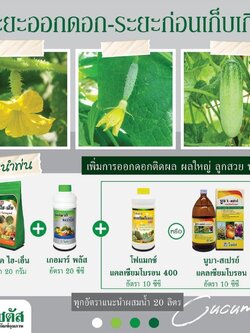 ชุดระยะออกดอก ระยะก่อนเก็บเกี่ยว นูแทค ไฮ-เอ็น+เกอมาร์พลัส+โฟแมกซ์ แคลเซียมโบรอน 400 เพิ่มการออกดอก ติดผล ผลใหญ่