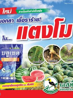 บลูเซต ไซมอกซานิล+แมนโคเซบ 8%+64% WP ขนาด 500 กรัม ป้องกันกำจัดโรคใบไหม้ โรคใบจุด โรคราน้ำค้าง