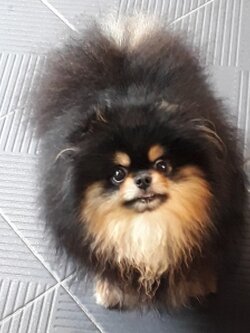 เปิดรับผสม พ่อพันธ์ุปอมเมอเรเนียน สีแบลคแทน