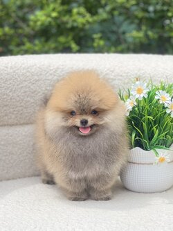 หมาปอมตัวผู้จิ๋ว หน้าหมีหุ่นดี ตัวนี้โตมาหล่อแน่นอน