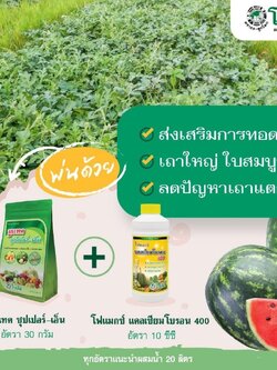 ชุดส่งเสริมการทอชุดส่งเสริมการทอดยอด นูแทค ซุปเปอร์-เอ็น+โฟแมกซ์ แคลเซียมโบรอน 400ดยอด นูแทค ซุปเปอร์-เอ็น+โฟแมกซ์ แคลเซียมโบรอน 400