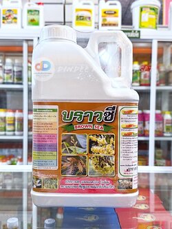 บราวซี 5ลิตร (BROWN SEA) สาหร่ายทะเลสีน้ำตาล 20%w/w #เปิดตาดอก แตกยอดใบอ่อน