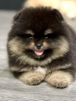 ขายปอมเมอเรเนียนแท้ หน้าหมี รับประกันสุขภาพปอมเมอเรเนียนแท้