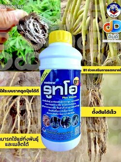 รูทโอ B1 สารเร่งราก แช่ท่อนพันธุ์ แช่เมล็ดพันธุ์ เพาะขยายพันธุ์ ฟื้นตัวเร็วช่วงย้ายกล้าต้นปลูก