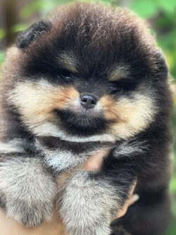 ขายปอมเมอเรเนียนแท้ หน้าหมี สีแบลคแทน ผู้ รับประกันสุขภาพ