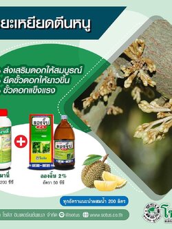 ชุดบำรุง ระยะเหยียดตีนหนู : อามานี่ 1 ลิตร+ลองจิ๊บ 500 ซีซี ส่งเสริมดอกให้สมบูรณ์ ยืดขั้วดอกให้ยาวขึ้น ขั้วดอกแข็งแรง