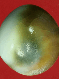 B2666 คดหอยโบราณ เป็นของสะสม 17