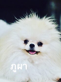 เปิดรับผสมพ่อพันธ์ุปอมเมอเรเนียน สายเลือดดี