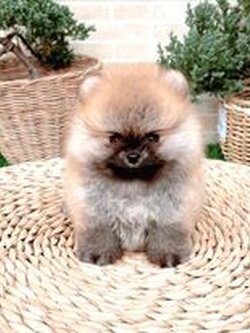 ขายปอมเมอเรเนียน หน้าหมี สีส้ม